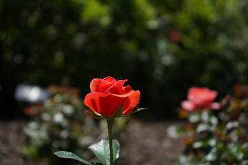 Red Rose