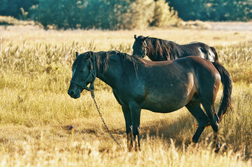 Two black horse