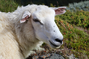 Schaf / Sheep / Ovis