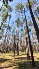 Pine forest in Thailand , tourist attractions