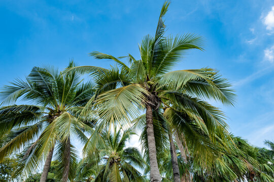 Palm tree against blue sky and clouds background. Coconut tree leaves image in tropical climate.
