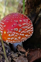 red fly agaric