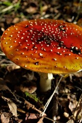 red fly agaric