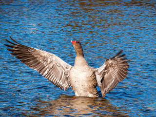 Wild Goose with open wings at the Munich Isar River