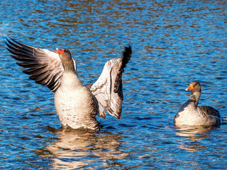 Wild Goose with open wings at the Munich Isar River