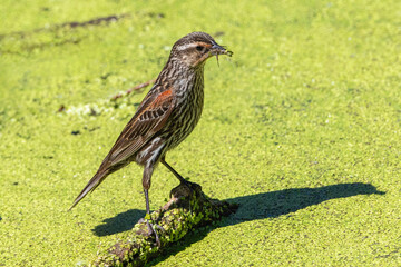 A Red-winged Blackbird female stands with a beak full of food gathered in a marsh full of green algae that hosts small invertebrates it can feed upon.