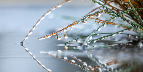 Plants in the ice on the flowerbed, close-up, autumn frosts.