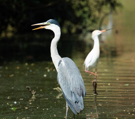 great blue heron