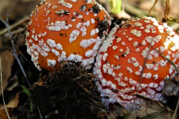 fly agaric mushroom