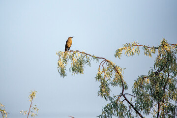 Female grackle on a russian olive branch in beautiful light at evening time