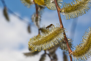 Spring. The willow (lat. Salix) blossoms, the earrings - inflorescences have blossomed.