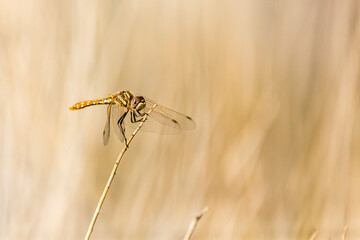 Orange dragonfly resting on a stick against a tan background with wings drooping