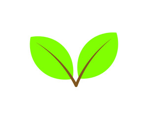 green leaf isolated on white background