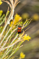 Large red and black milkweed beetle hanging out on the sagebrush