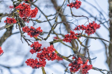 Red mountain ash under the snow. Concept, snowy winter.