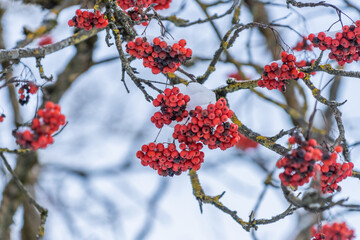 Red mountain ash under the snow. Concept, snowy winter.