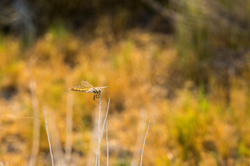 Small yellow dragonfly perched on a stick, against a bright background