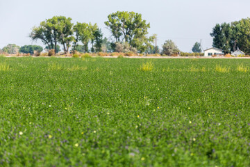 Many tiny yellow butterflies eat from a field of green alfalfa  with a tree background