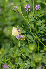 Yellow green and pink butterfly feasting on purple blooms in a green field