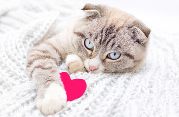 Cute cat playing with red hearts on white blanket on bed, looking at camera. Adorable domestic kitty pets concept