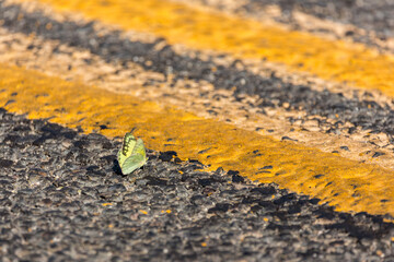 Small yellow and black butterfly crossing the road on an asphalt surface