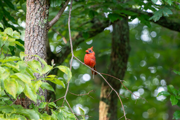 A Cardinal in the garden.