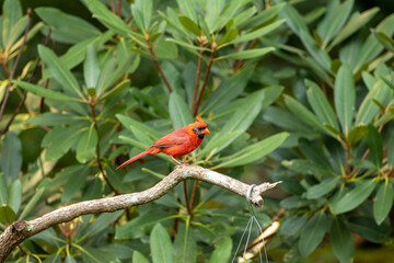 A Cardinal in the garden.
