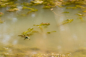 Frog swimming lazily in the middle of a scummy pond