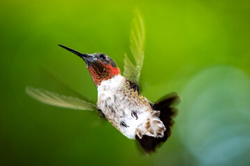 Humming Bird in Motion