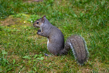 A cute grey squirrel going about his day.