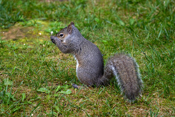 A cute grey squirrel going about his day.