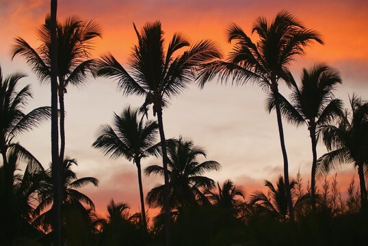 Caribbean romantic sunset. Silhouettes of coconut palm trees on colorful afterglow sky at tropical night. Dramatic red-orange sky through blurred silhouettes of palms at twilight on beach. Soft focus.