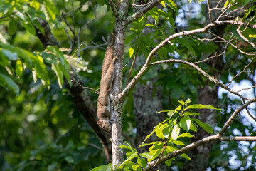 A cute grey squirrel going about his day.