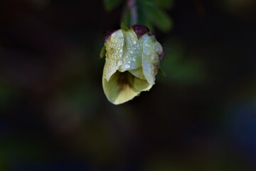 bud of a plant