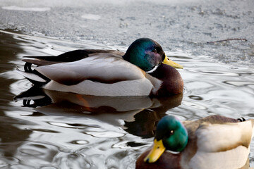 Wild duck in the pond. Closeup of a beautiful mallard male duck