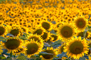 Beautiful sunset over a sunflower field in Edirne, Turkey. Field of blooming sunflowers. Farm field idyllic scene. Fields with an infinite sunflower. Agricultural field.