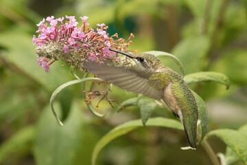 Hummingbird 6