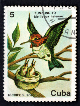 Stamp printed in CUBA showing image of Hummingbird