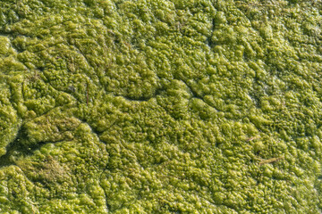 The texture of green algae on the surface of the lake, background..