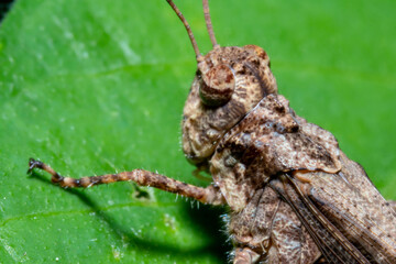 Brown grasshopper in the nature