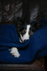 Śpiący czarno biały pies na kanapie pod niebieskim kocem - obrazy, fototapety, plakaty