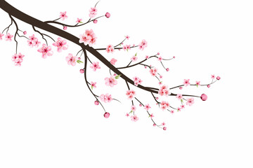 Cherry blossom branch with sakura flower. Sakura on white background. Watercolor cherry blossom vector. Pink sakura flower background. Watercolor cherry bud.
