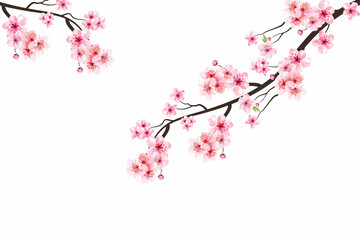 Obraz na płótnie Canvas Pink sakura flower background. Cherry blossom branch with sakura flower. Sakura on white background. Watercolor cherry bud. Cherry blossom branch with pink flower. Watercolor cherry blossom.