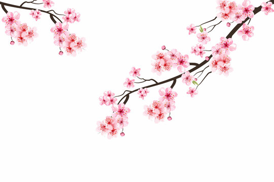 Pink sakura flower background. Cherry blossom branch with sakura flower. Sakura on white background. Watercolor cherry bud. Cherry blossom branch with pink flower. Watercolor cherry blossom.