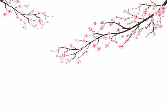 Cherry blossom branch with pink flowers. Pink sakura flower background. Watercolor cherry blossom. Cherry blossom branch with sakura. Sakura on white background. Watercolor cherry bud.