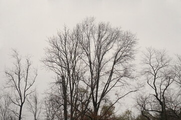 Outline of Barren Tree Tops Against Stormy Winter Sky in Day Time