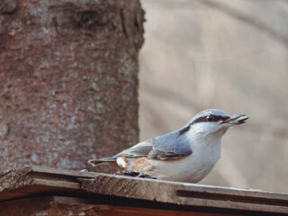 The nuthatch bird sits on a feeder with a seed in its beak.