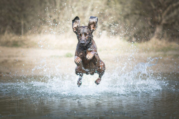 Brązowy pies skaczący do wody © oliviacy