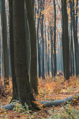 Buczyna kwaśna, 120-letni las bukowy jesienią - obrazy, fototapety, plakaty