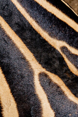 Zebra Stripes skin texture close-up, tribal ornament. High quality photo